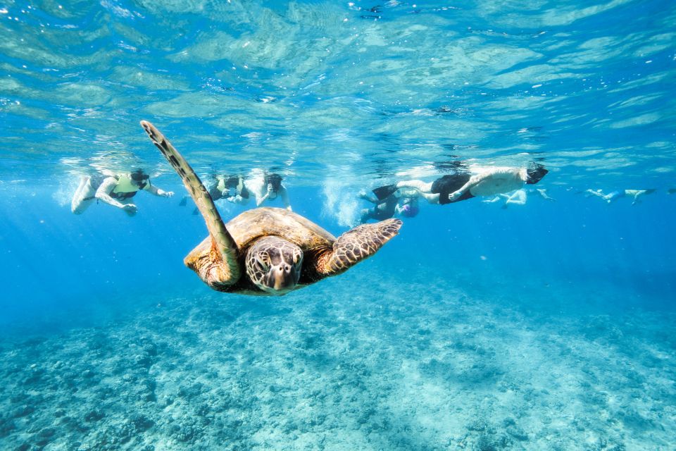 Oahu: Waikiki Turtle Snorkeling Adventure - Island Princess Catamaran Basics: Pickup, Timing, and What You Get
