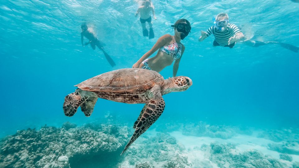 Oahu: Waikiki Turtle Snorkeling Adventure - Snorkeling with Honu: How It Works and How to Prep