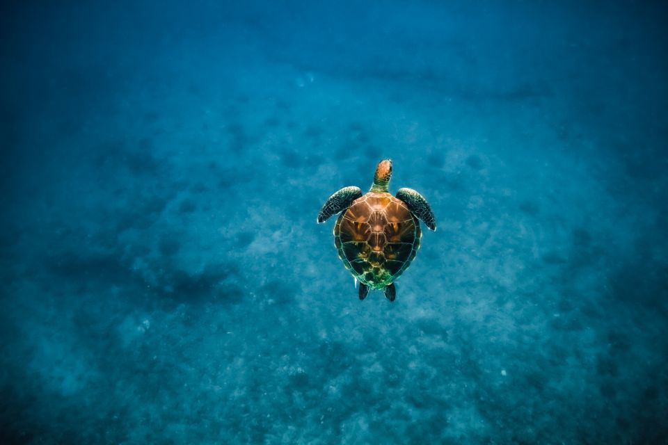Oahu: Waikiki Turtle Snorkeling Adventure - Guides and Boat Vibe: Why the Small Details Feel Worth It