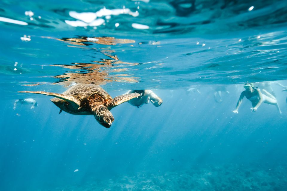 Oahu: Waikiki Turtle Snorkeling Adventure - Cruising the Waikiki Coast: Diamond Head Views and Island Stories