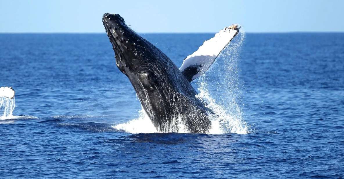 Oahu: Waikiki Whale Watching Cruise - Key Things You’ll Notice On Board