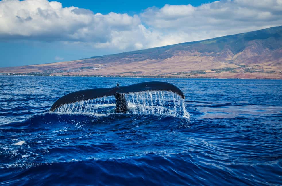 Oahu: Waikiki Whale Watching Cruise - Glass-Bottom Underwater Viewing Room: Seeing Whales from Both Sides