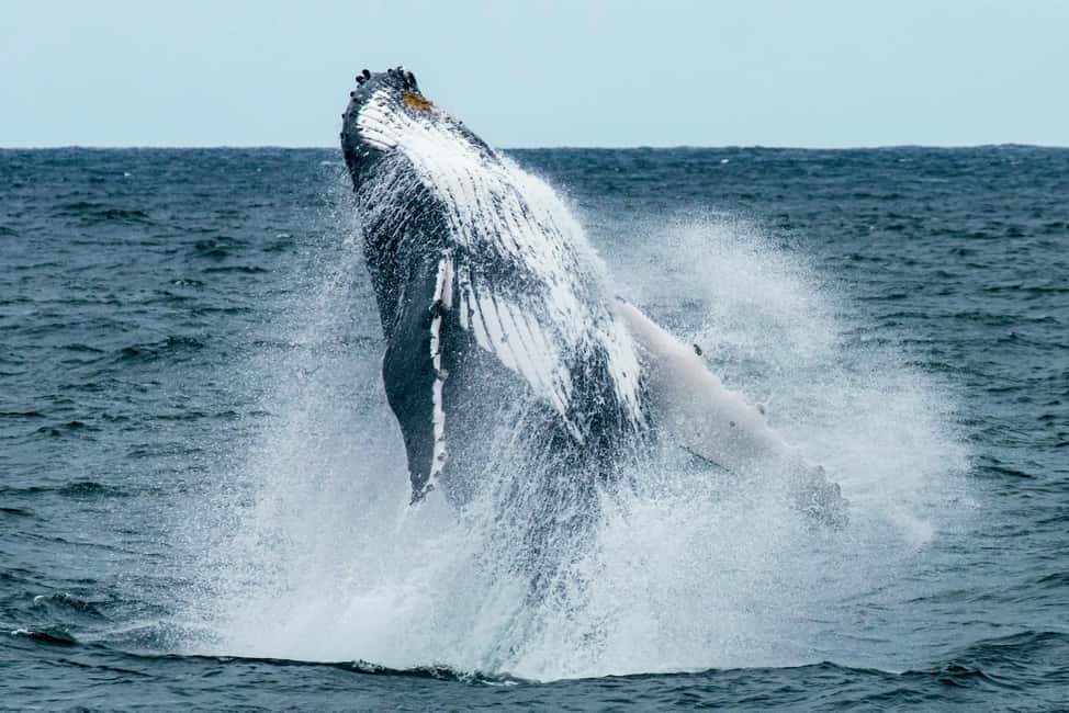 Oahu: Waikiki Whale Watching Cruise - Comfort Details: Shade, Seating, and Restrooms Matter More Than You Think
