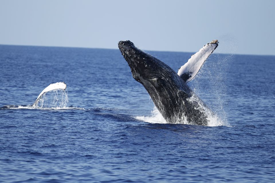 Oahu: Waikiki Whale Watching Tour-Donut and Coffee Included - Key points before you go