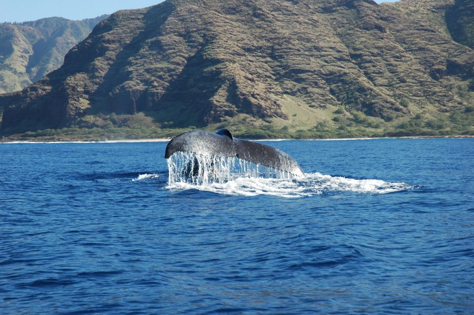 Oahu: Waikiki Whale Watching Tour-Donut and Coffee Included - Whale watching with an underwater hydrophone: seeing and hearing