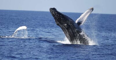 Oahu: Waikiki Whale Watching Tour-Donut and Coffee Included - E Ho Mai ceremony and hula: more than a photo stop