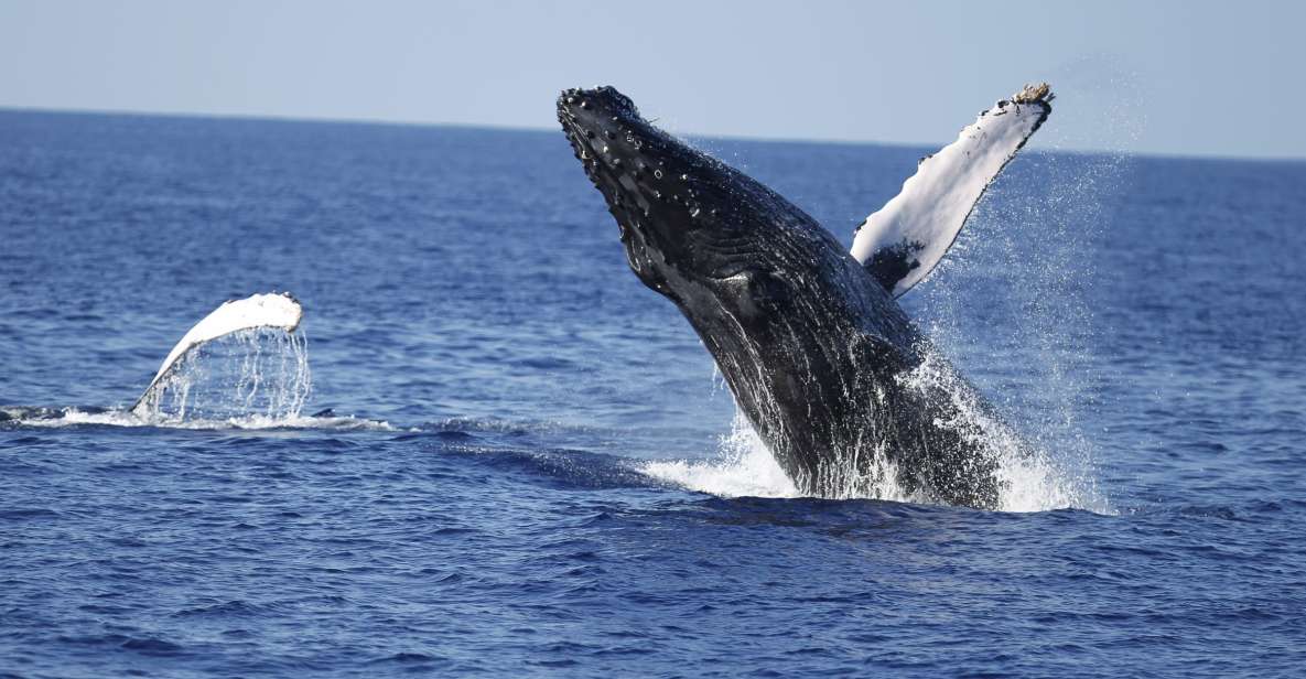 Oahu: Waikiki Whale Watching Tour-Donut and Coffee Included - E Ho Mai ceremony and hula: more than a photo stop