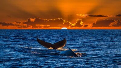 Oahu: Whale Watching Cruise Whales Guaranteed - The 90-minute plan: Waikiki Beach first, then Diamond Head Lighthouse