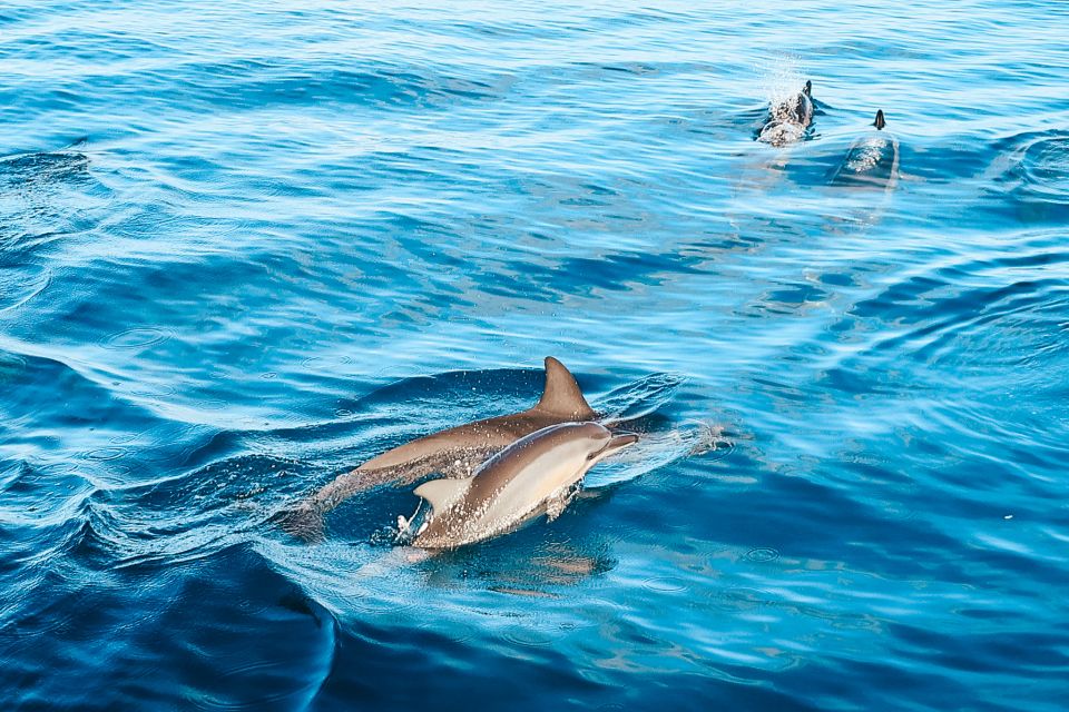 Oahu: Wild Dolphins Swim Turtle Snorkel Tour & Waterslide - From hotel pickup to Waianae coastline: the morning rhythm