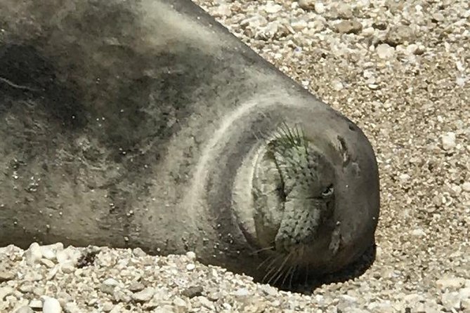 Off-Road Adventure Tour on Oahu's North Shore - Wildlife spotting on Oahu’s North Shore: turtles, monk seals, and bird moments