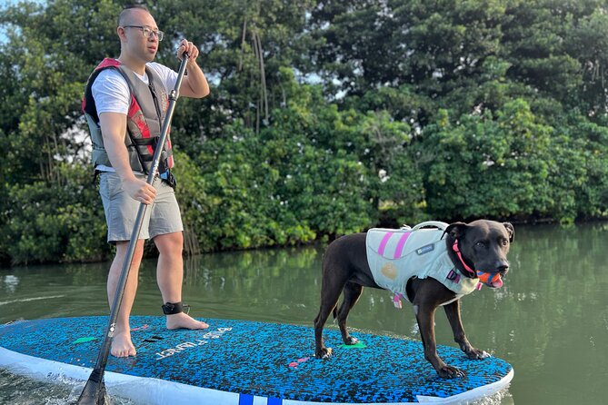 Paddle Board North Shore with Rescue Dogs - Where this North Shore SUP feels different: dogs, turtles, and real coaching
