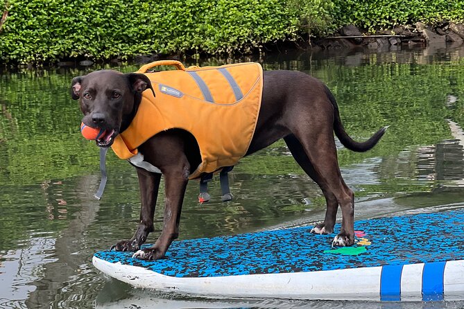 Paddle Board North Shore with Rescue Dogs - Entering the Haleiwa River: why the water feels easier here