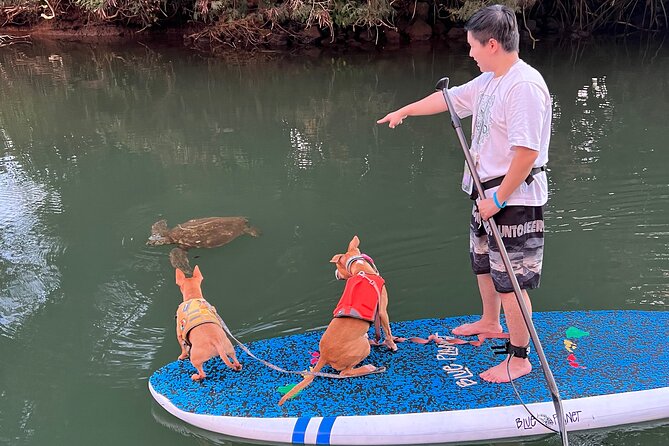 Paddle Board North Shore with Rescue Dogs - The dogs join in: photo moments that don’t break your flow