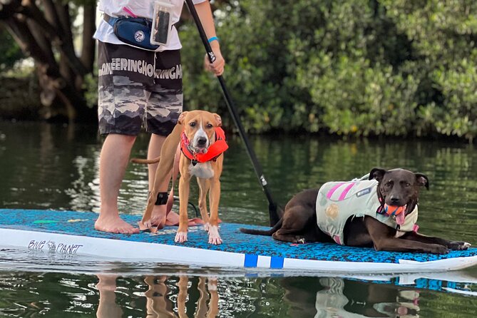 Paddle Board North Shore with Rescue Dogs - Wildlife time: turtles, local birds, and why dusk light helps