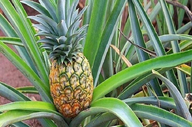 Pearl Harbor and Mini Circle Island Tour from Kauai - Tropical Farms (macadamia stop): a fast, low-stress taste of East Oahu