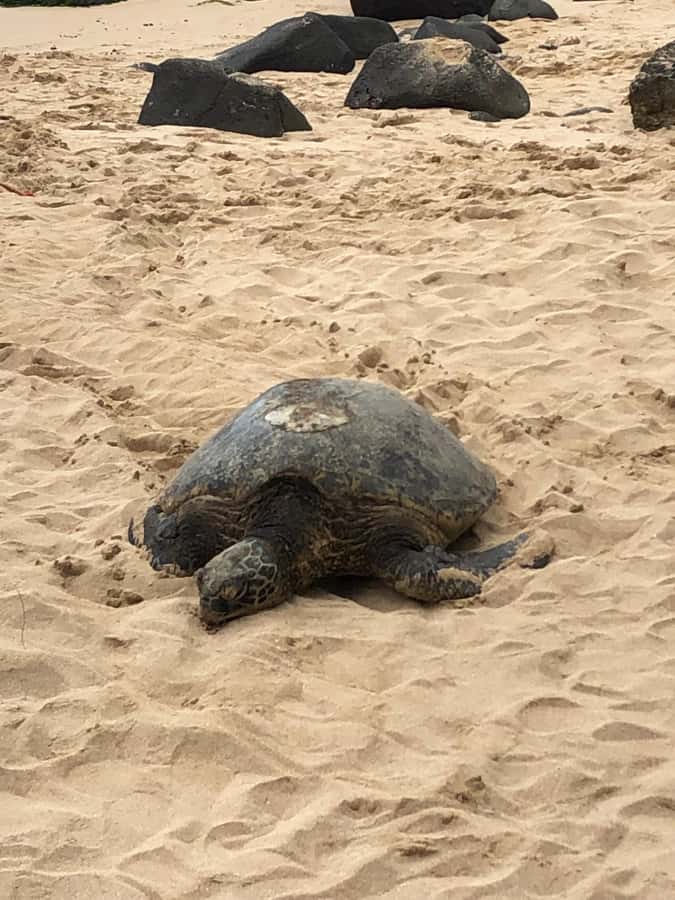 Pearl Harbor and Scenic Oahu Private Tour - Southeast Coast route: Diamond Head views, Hanauma Bay, and Pali Lookout