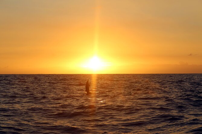 Premium Snorkel Sunset Cruise with Whale and Dolphin Watch - Price and Value: What $154 Really Buys You