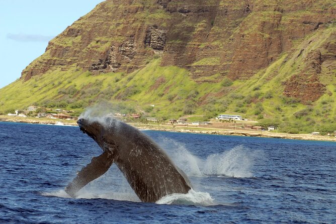 Private and Luxurious Sunset Cruise with Whale & Dolphin Watch - Private by group: calmer boat vibes and better viewing time