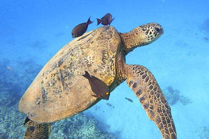 Private Catamaran Charter in Waikiki (1-6 Guests) - Crew Service That Can Make or Break the Day