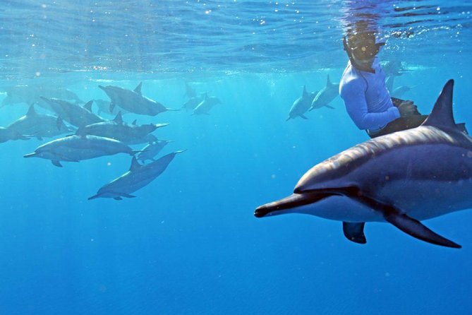 Private Dolphin Swim with Slide for up to 15 Passengers - Key takeaways before you book