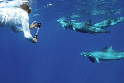 Private Dolphin Swim with Slide for up to 15 Passengers - Getting There: Waianae Small Boat Harbor Takes Time