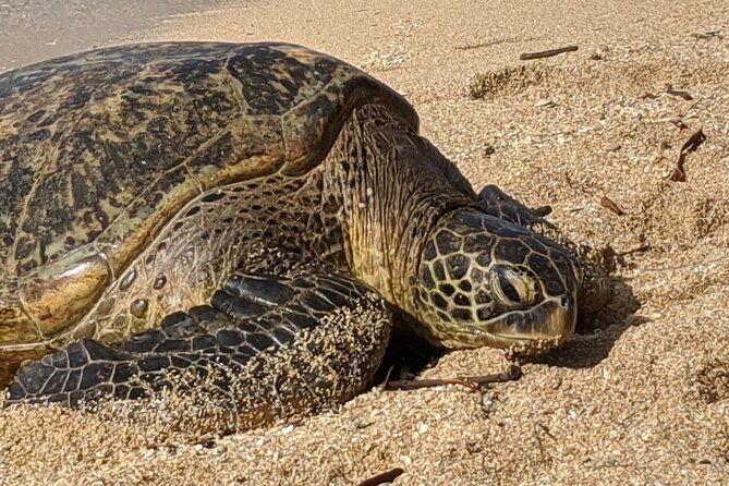 Private Oahu Circle Island Tour - North Shore time: surf breaks, fruit stands, and the seasonal mood