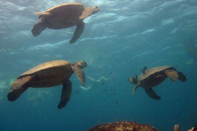 Private Sea’fari Expedition • 8 Guests Included (Expandable) - A private Sea’fari that feels like research, not a checklist