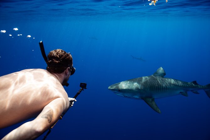 Private Shark Dive, Oahu, Hawaii (6 Guest) - Key highlights you’ll care about