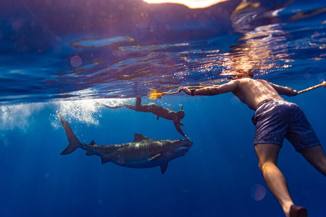 Private Shark Dive, Oahu, Hawaii (6 Guest) - Private shark swim on Oahu: what up to 6 people really buys you