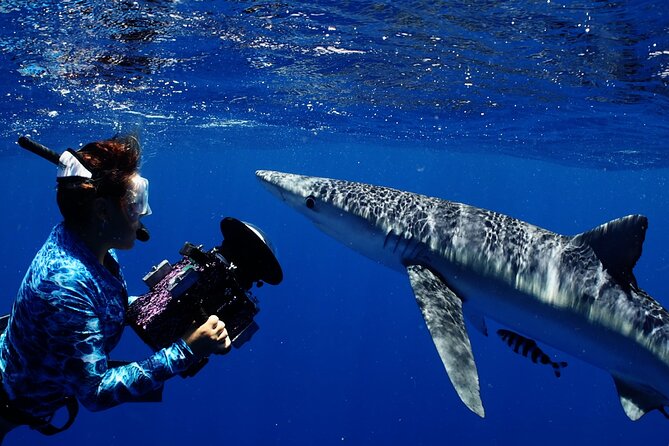Private Shark Dive, Oahu, Hawaii (6 Guest) - What sharks you can expect, plus the “maybe” wildlife