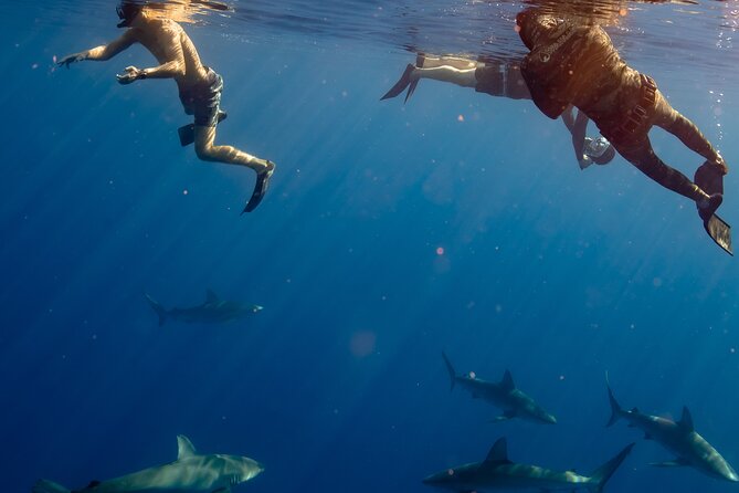 Private Shark Dive, Oahu, Hawaii (6 Guest) - Safety divers and controlled chaos: why this matters more than you think