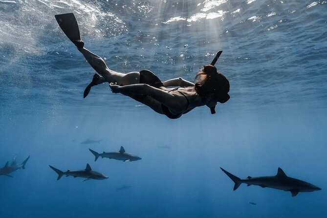 Private Shark Dive, Oahu, Hawaii (6 Guest) - Price and value math for a group up to 6