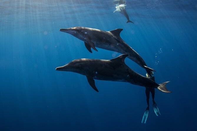 Private Shark Dive, Oahu, Hawaii (6 Guest) - A practical checklist: how to set yourself up for a great session