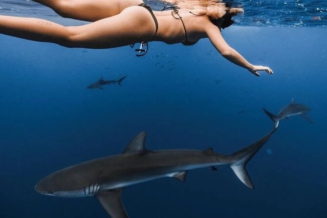 Private Shark Dive, Oahu, Hawaii (6 Guest) - The stop at Hale Koa Luau: what it means for your timing