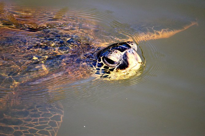 Private Stand up Paddle Lesson and Tour (for 1 or more paddlers) - Photos Included: How to Get Proof Without Losing the Moment