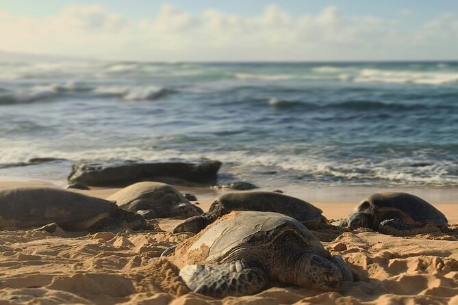 PRIVATE TOUR-Ultimate North Shore Experience - Waimea Valley: the ¾-mile paved walk to Waimea Falls