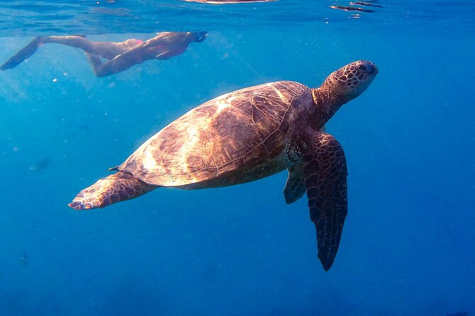 Private Turtle Snorkel & Cruise Waikiki - Private boat from Waikiki: what “up to six” really changes