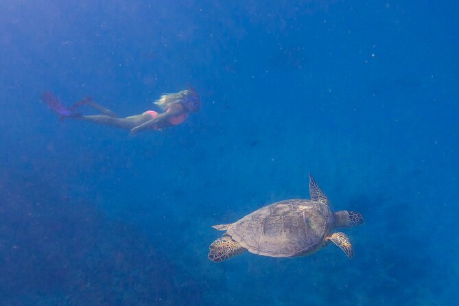 Private Turtle Snorkel & Cruise Waikiki - What’s included (and what to bring so you don’t get annoyed)