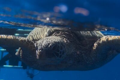Private Turtle Snorkel & Cruise Waikiki - Honu rules: how to watch sea turtles without wrecking the experience