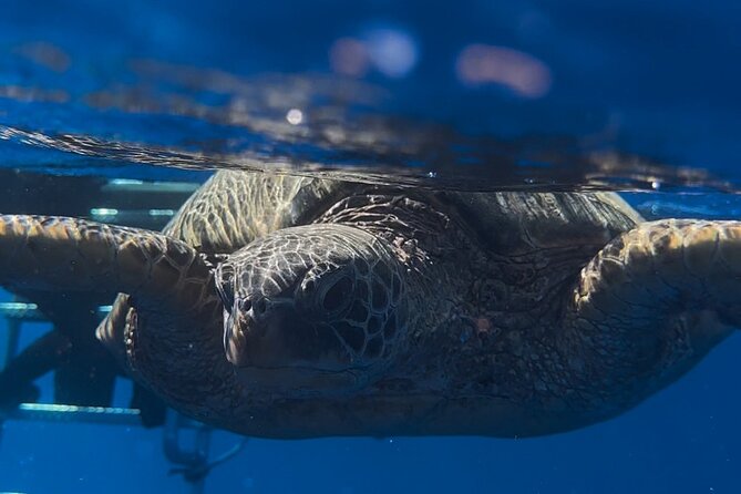 Private Turtle Snorkel & Cruise Waikiki - Honu rules: how to watch sea turtles without wrecking the experience