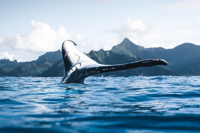 Private Whale Watching Activity: 6 passengers max - The Crew Makes It: Comfort, Conversation, and a Small-Boat Feel