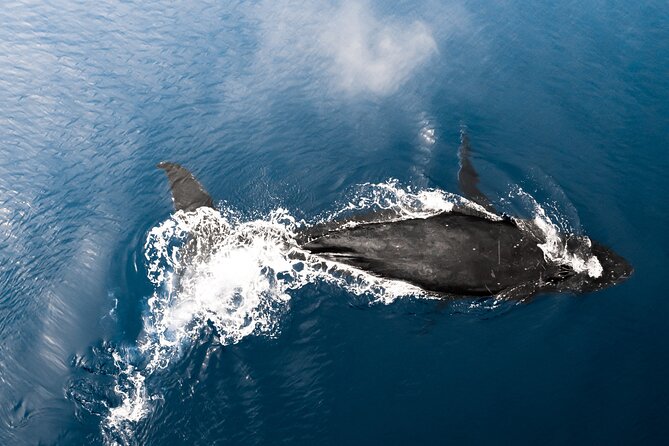 Private Whale Watching Activity: 6 passengers max - Waikiki Context: Why the Education on Board Matters