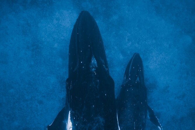 Private Whale Watching Activity: 6 passengers max - Timing and Whale Season: When Your Chances Improve