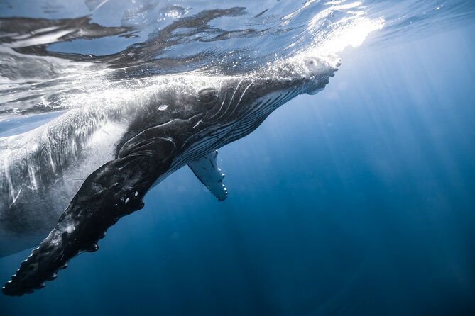Private Whale Watching Activity: 6 passengers max - Price and Value: What $500 Really Means (Up to 6)