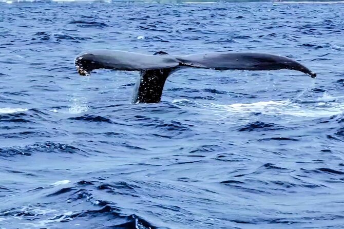 Private Whale Watching Adventure - Private whale watching from Waikiki: why it feels different