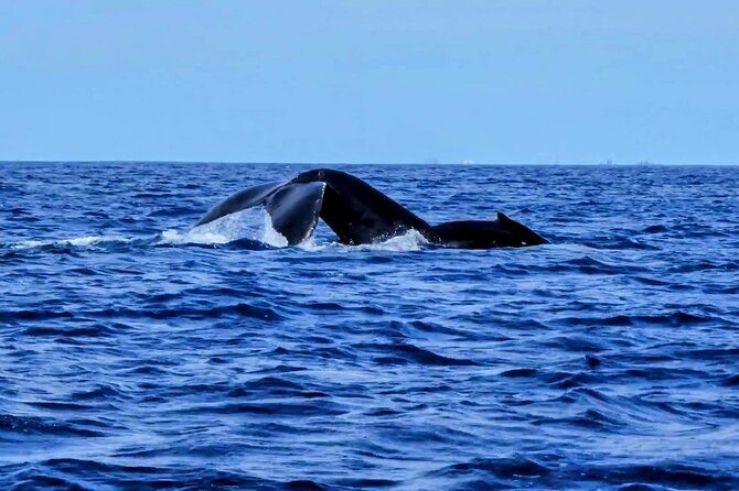 Private Whale Watching Adventure - Boat comfort reality check: zodiac-style seating and the bumpy-truth
