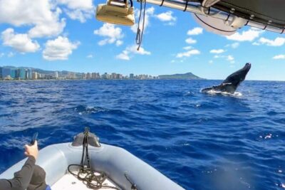 Private Whale Watching Adventure - Your 2-hour plan: from Ala Wai Yacht Harbor to open water