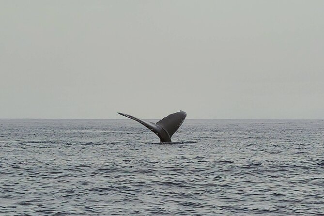 Private Whale Watching Adventure - Captain Chris and crew: the search strategy that earns the high rating