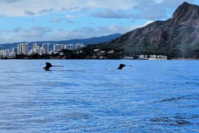 Private Whale Watching Adventure - Price and value: when $795 per group really works