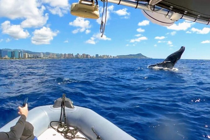 Private Whale Watching Adventure - Your 2-hour plan: from Ala Wai Yacht Harbor to open water
